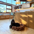 Load image into Gallery viewer, A black cocker spaniel lies on a round braided chestnut pet bed on a light wood floor in a modern sunlit kitchen with wood cabinetry and bar stools.