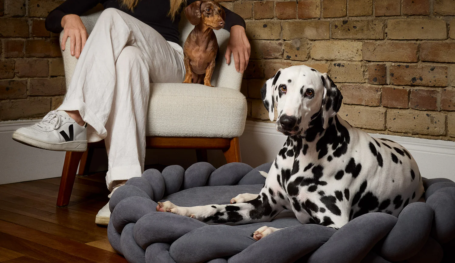 Raised vs. Cushioned Dog Beds: Which Is Right for Your Dog?
