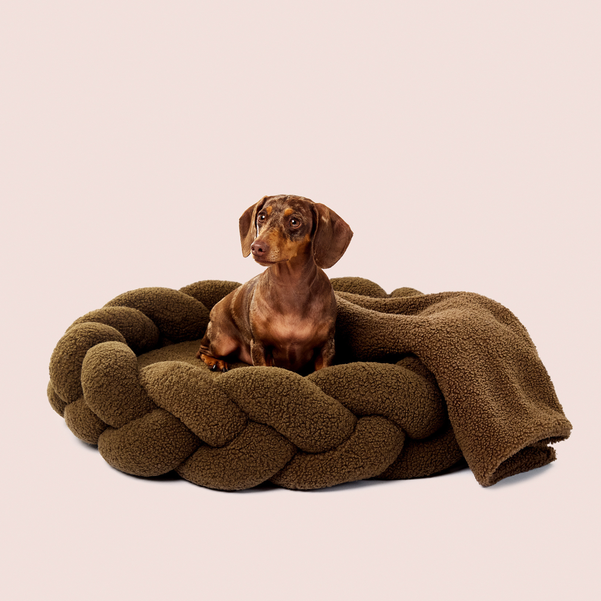 Olive Teddy