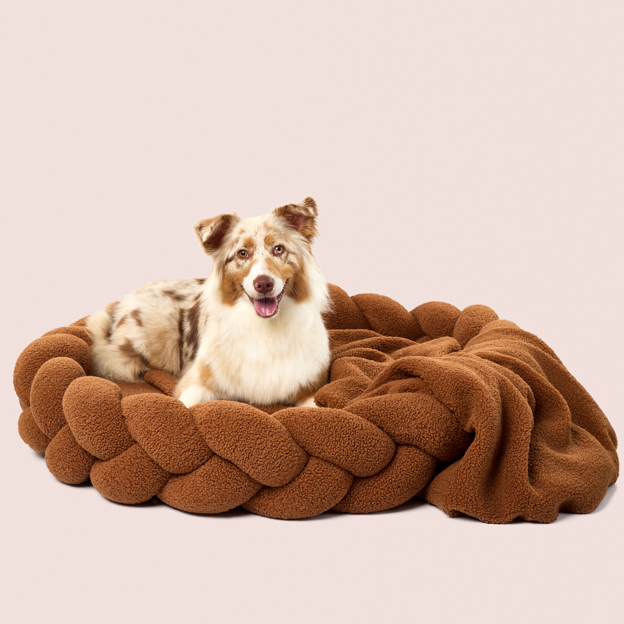 Chestnut Teddy