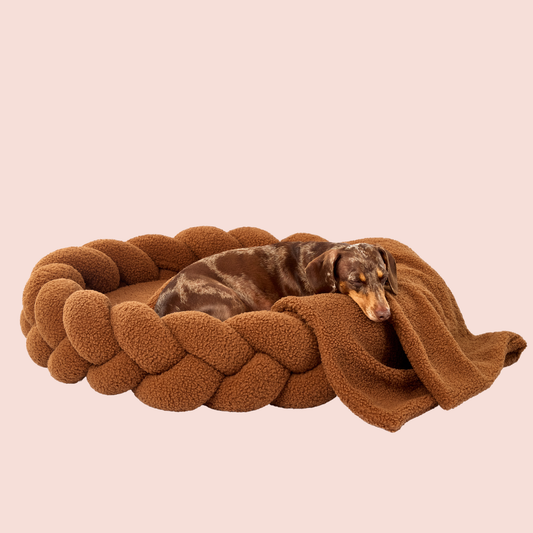 Chestnut Teddy