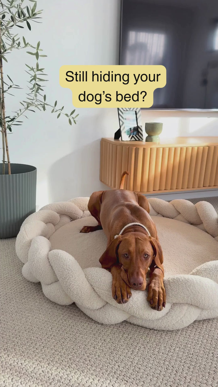 Dog relaxing on The Hersh Bed Oatmeal Teddy stylish dog bed in a modern home interior.