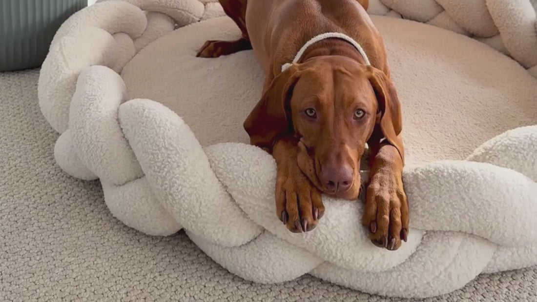 Dog relaxing on The Hersh Bed Oatmeal Teddy dog bed with signature braided edge in luxury home.