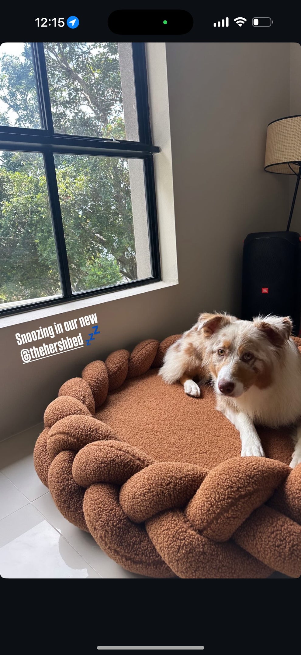 Dog relaxing in The Hersh Bed chestnut Teddy dog bed