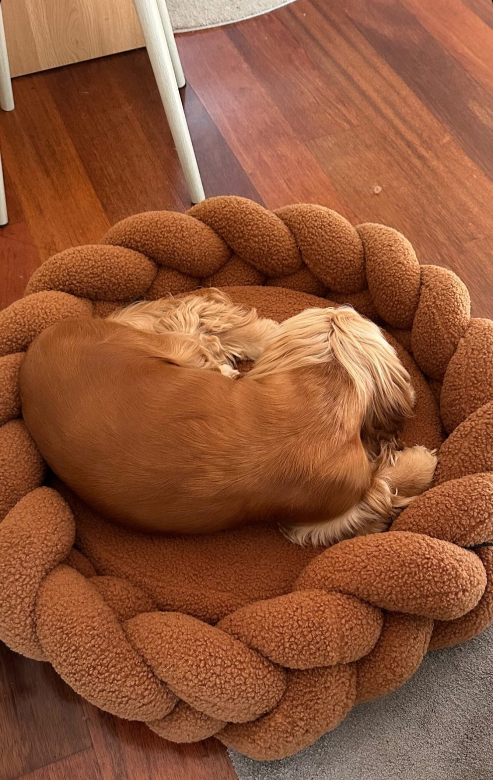 Cocker Spaniel curled up asleep in The Hersh Bed chestnut Teddy dog bed
