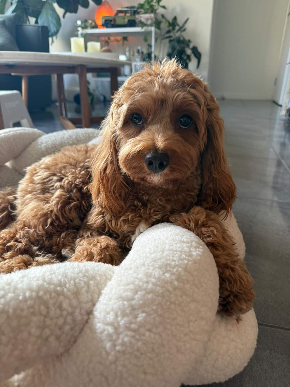 Cavoodle resting its chin on The Hersh Bed braided dog bed in Oatmeal Teddy