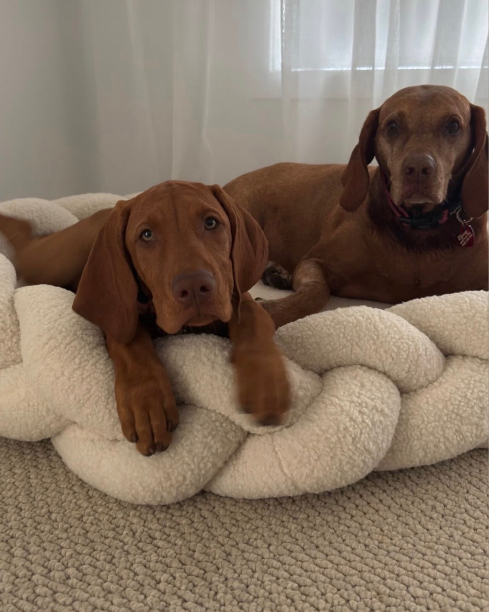 Two Vizslas relaxing in The Hersh Bed braided dog bed in Oatmeal Teddy