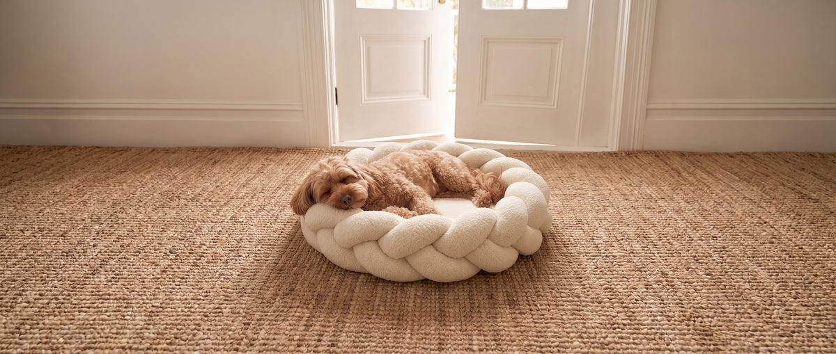 Cavoodle sleeping in ivory coloured luxury dog Hersh Bed