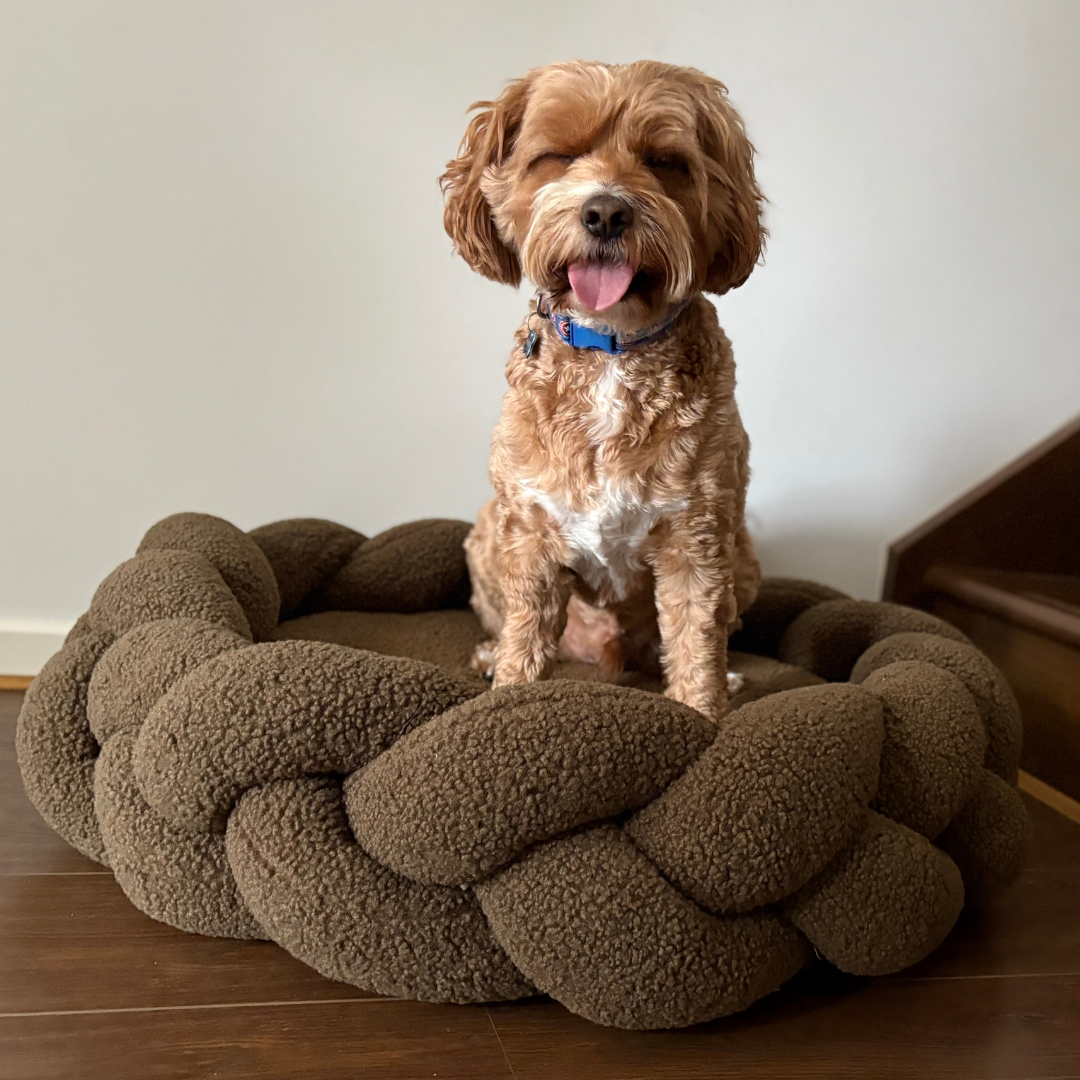 Happy Cavoodle sitting in The Hersh Bed olive Teddy dog bed
