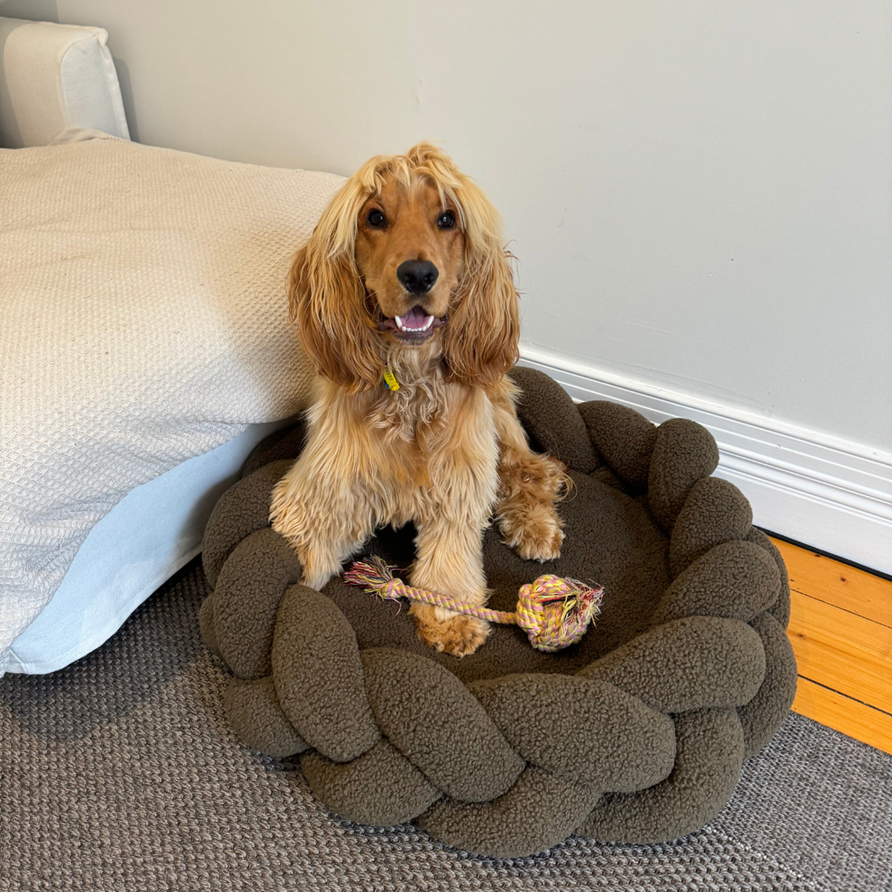 Cocker Spaniel sitting in The Hersh Bed olive Teddy dog bed, 5-star customer review